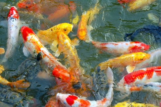 Colorful Koi Fishes swimming in a pond