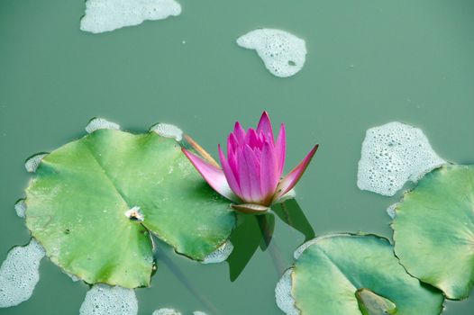 An isolated shot of Pink Lotus Flower in pond