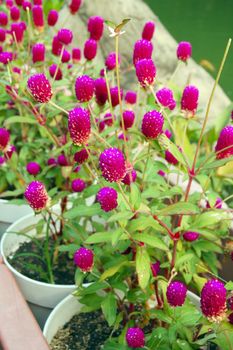 an isolated shot of red Paper Flower Plant in bloom