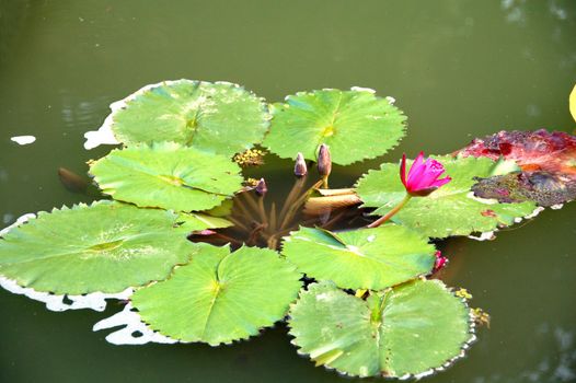 an isolated shot of Pink Lotus Flower in bloom