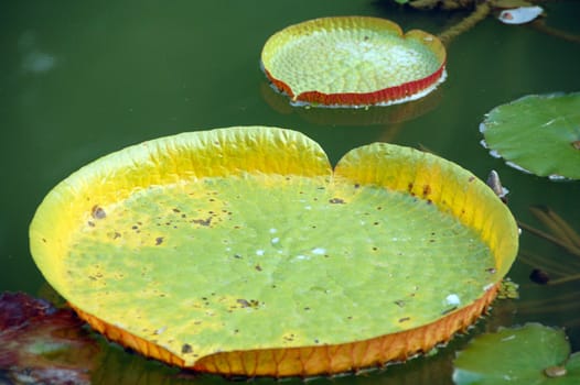 an isolated shot of Green Lotus Leaves