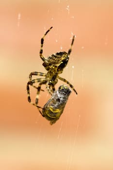 a spider and a wasp in a web