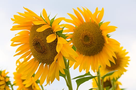 Large field of blooming sunflowers. An image with shallow depth of field.