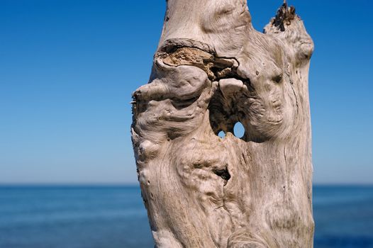Old trunk of tree against the sea skyline