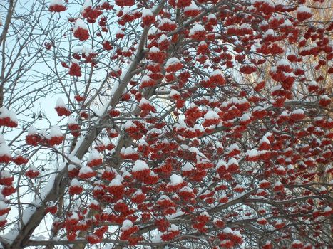 Mountain ash, branches and clusters of berries on snow. Winter, Novosibirsk, Russia