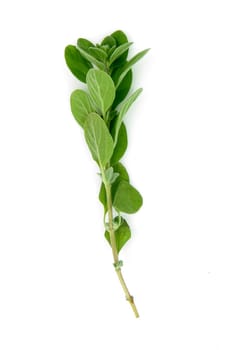 Fresh, aromatic  Oregano (Origanum vulgare). Shot on white