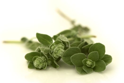 Fresh, aromatic  Oregano (Origanum vulgare). Shot on white