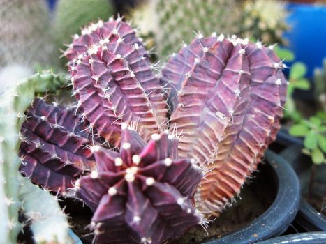 an isolated shot of a Purple Cactus Plant 