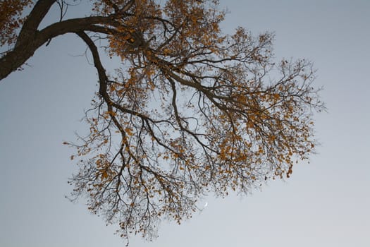 tree tops of the blue sky