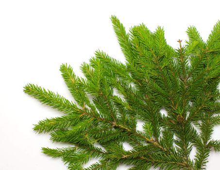 Green fresh spruce branch isolated on white