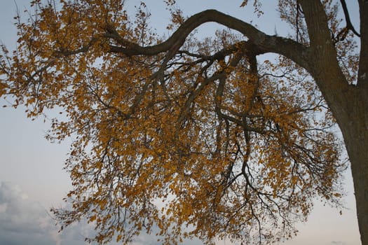 tree tops of the blue sky