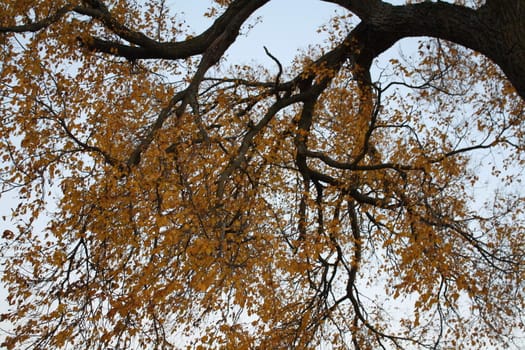 tree tops of the blue sky