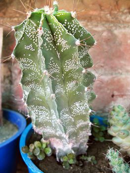 an isolated shot of cactus plants growing