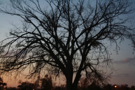 shadow tree the the sunset