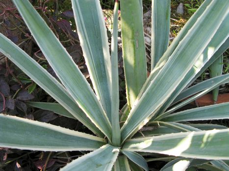 an isolated shot of Spiny Aloe Succulent Plant