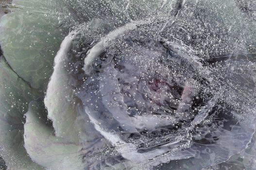Winter frosty photo: cabbage cauliflower under ice