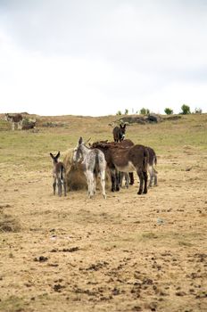group of donkeys on the grass at avila spain
