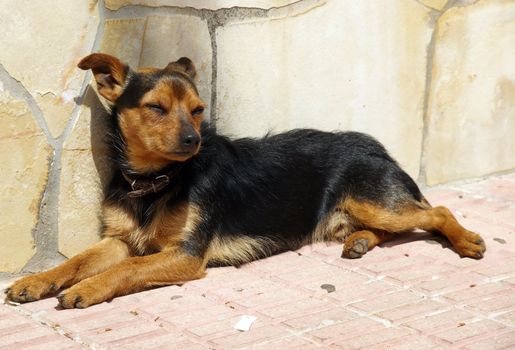 Dog while sunbathing