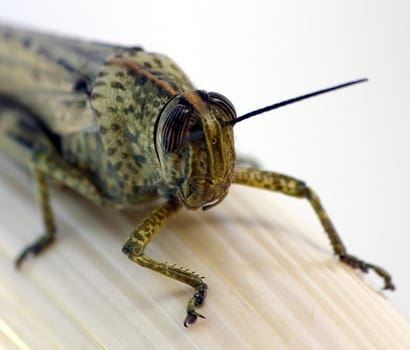 Macro shot of a grasshopper in Spain