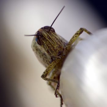 Macro shot of a grasshopper in Spain