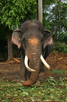 Impressive bull elephant Sri Lanka