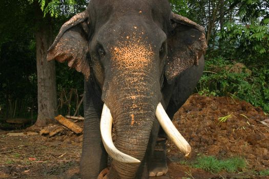 Impressive bull elephant at the Pinnawela Elephant Orphanage, Sri Lanka