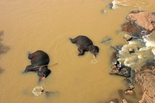 Two elephants bathing in a river near the Pinnawela Elephant Orphanage, Sri Lanka
