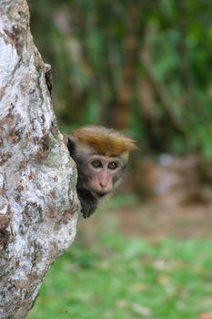 Toque macaque peering around a tree
