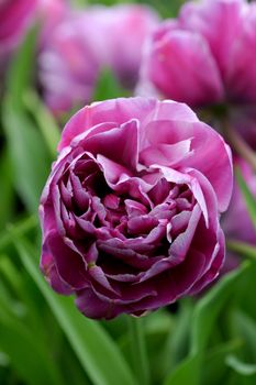 Purple layered tulip