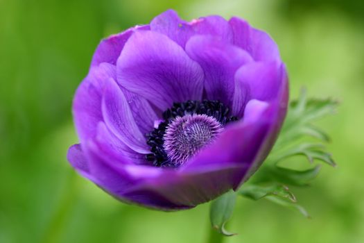 Purple anemone blanda in closeup