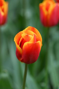 Beautiful tulip taken at the keukenhof, Holland