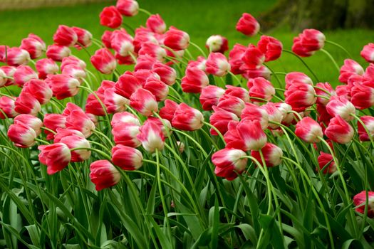 Field of tulips all bend in one direction by the wind at the keukenhof, holland