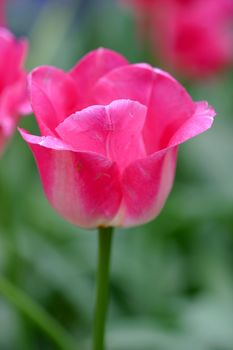 Closeup of a pink tulip at the keukenhof, holland
