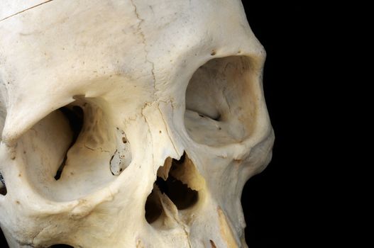 This close look at a real human skull features the empty eye sockets and nasal cavity.
