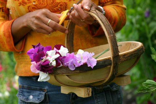 Woman holding a flower basket cutting flowers