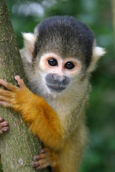 Curious squirrelmonkey peering around the tree