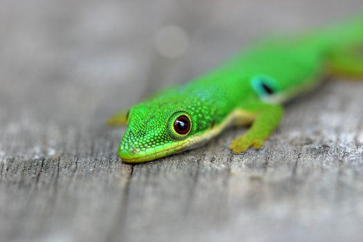Bright green gecko, native of madagascar