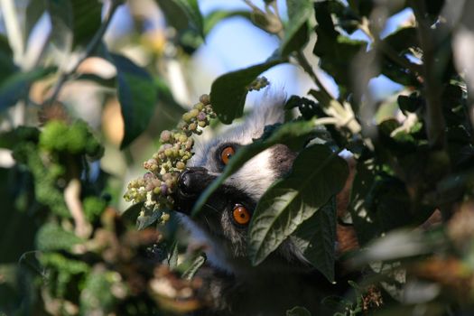 Ringtailed lemur foraging in the trees