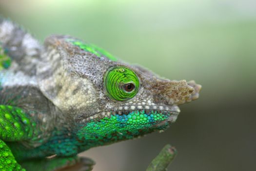 One of the many chameleon species of Madagascar