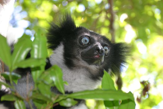 Indri, one of the lemur species of Madagascar who are highly endangered due to de-forestation