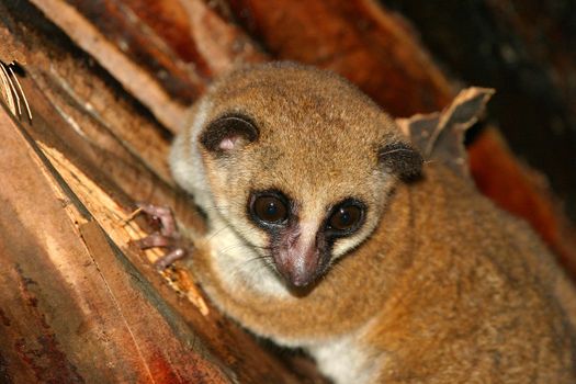 Greater dwarf lemur, one of the nocturnal lemurs of Madagascar