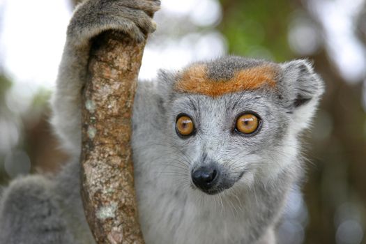 Red crowned lemur of Madagascar