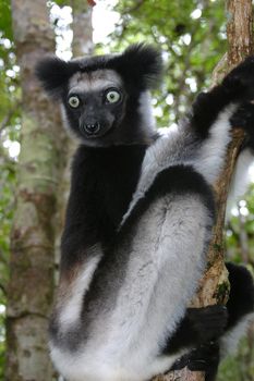 Indri indri, one of the most endangered lemur species of Madagascar. What makes this lemur so special is that it is an animal that will starve itself to death in captivity