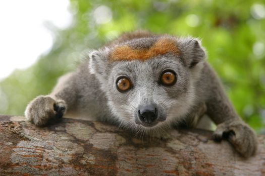 Red crowned lemur