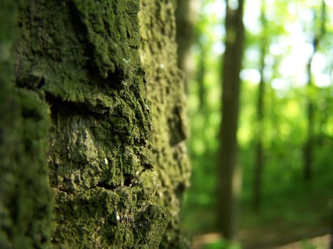 Close up of trunk of the old tree.