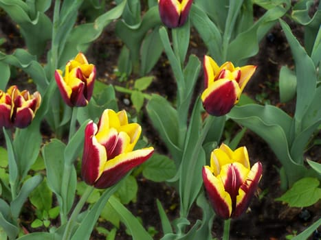 Bright yellow and maroon tulips. Close up.