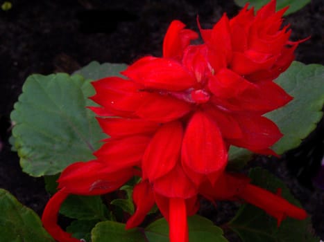 Close up of red bright flower. Background.