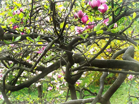 Magnolia tree. Blossoms and branches. Close up.