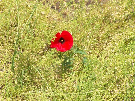 Single red flower among yellow and green plants.