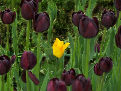 Yellow tulip among dark purple tulips. Macro.